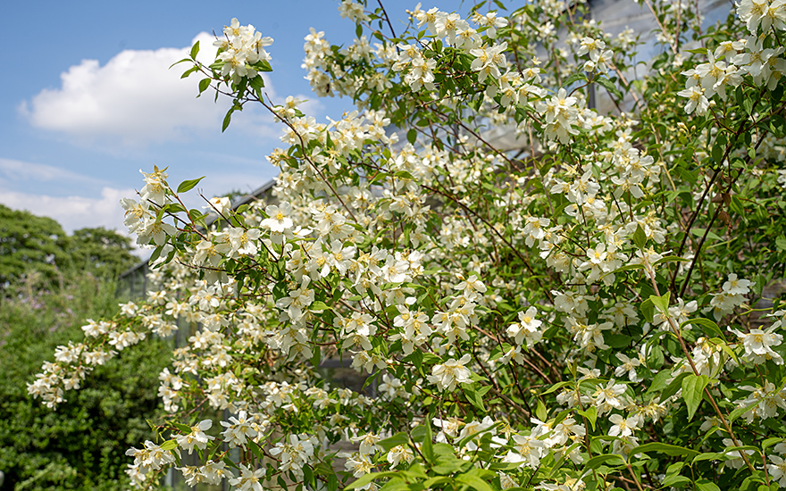 Pfeifenstrauch, aufrecht (Bauernjasmin) (Pflanze)