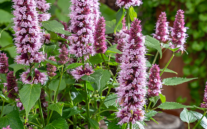 Agastache &#039;Beelicious Pink&#039;® (Pflanze)