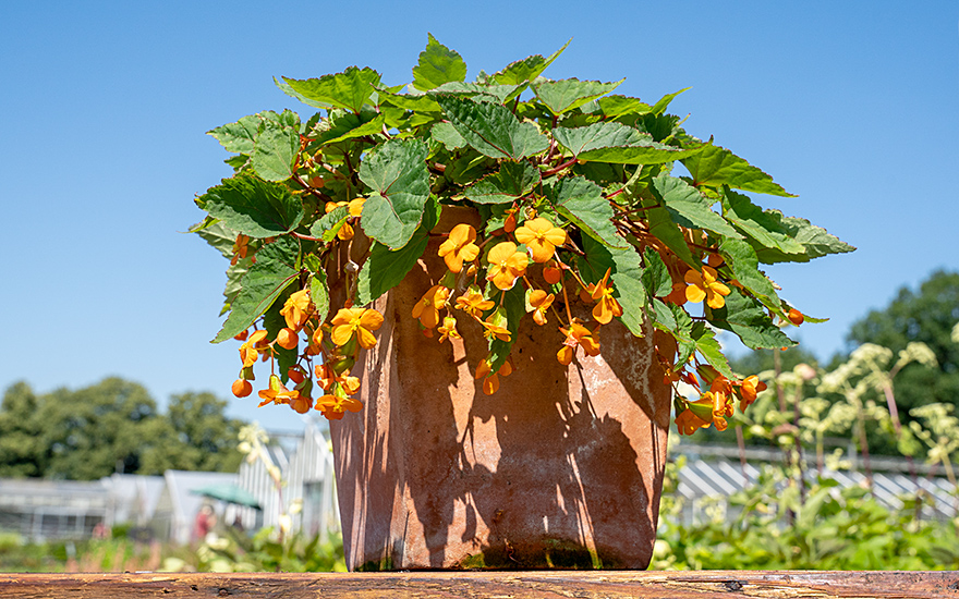 Papaya-Begonie (Pflanze)