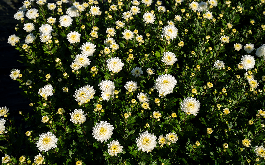 Chinesische Tee-Chrysantheme, gefüllt blühend (Ju Hua) (Pflanze)