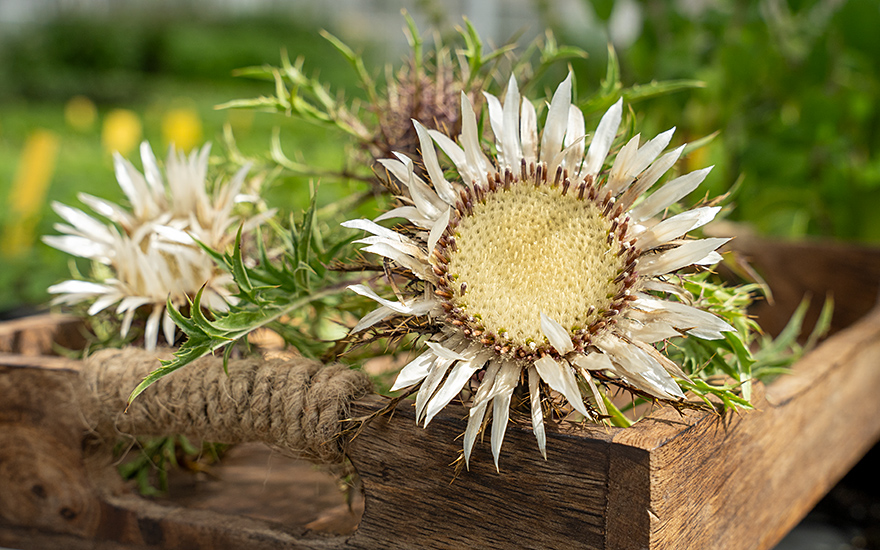 Silberdistel (Pflanze)