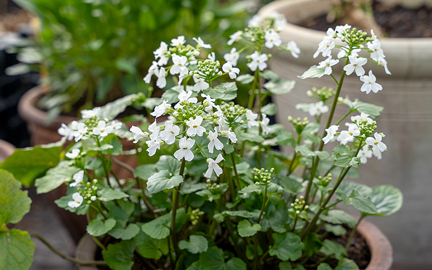 Kaukasisches Hellerkraut (Pflanze)