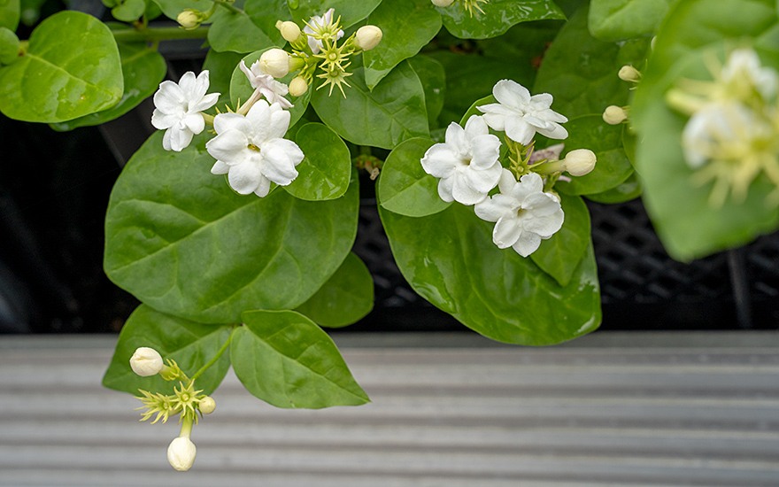 Indischer Jasmin (Pflanze)