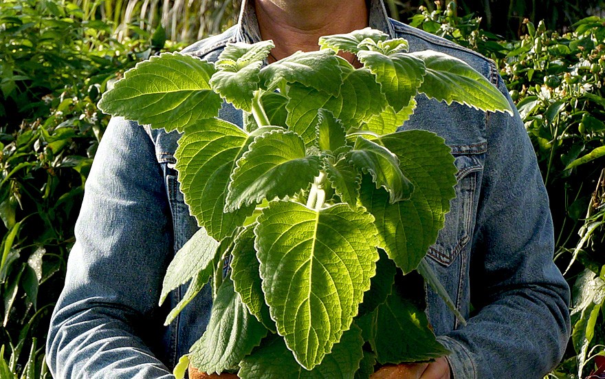 Pflanzen der Aromatherapie: 90 Duftpflanzen erkennen und anwenden