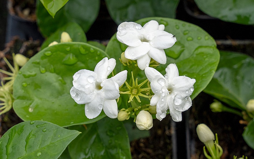 Indischer Jasmin (Pflanze)