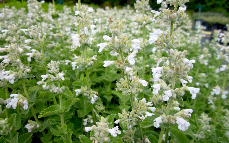 Rühlemann\'s Pflanzen Katzenminze blühend & Katzenminze, | und Kräuter | Duftpflanzen weiß | Saatgut (Pflanze) | Kalmegh-Küchenschelle
