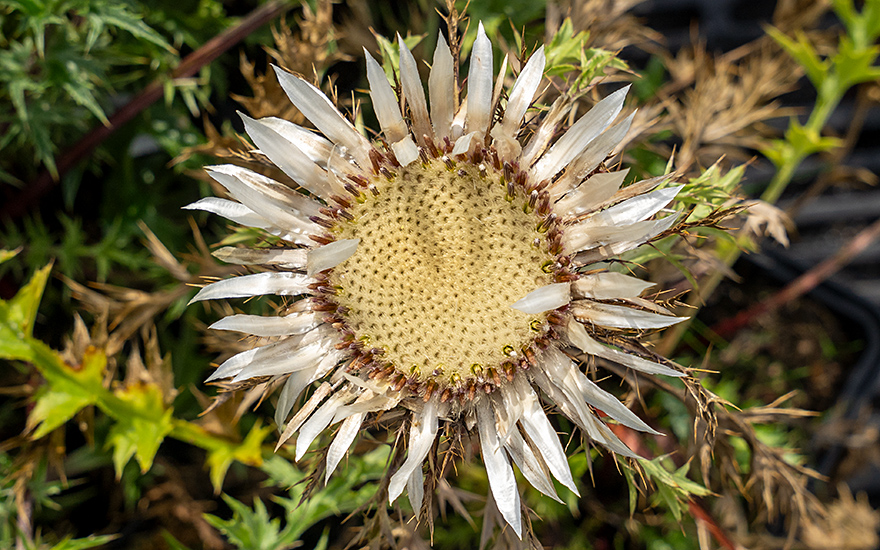 Silberdistel (Pflanze)