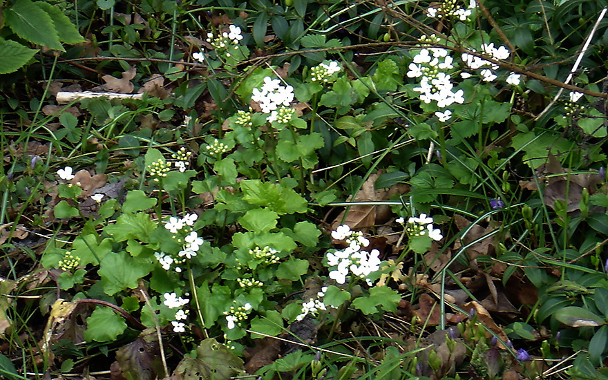 Kaukasisches Hellerkraut (Pflanze)