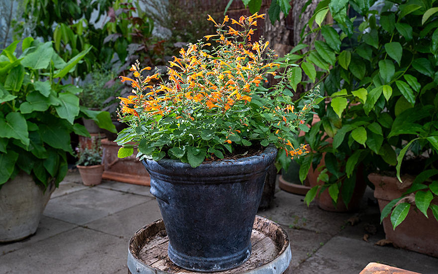 Agastache &#039;Navajo Sunset&#039; (Saatgut)