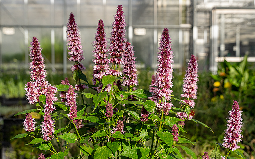 Agastache &#039;Beelicious Pink&#039;® (Pflanze)