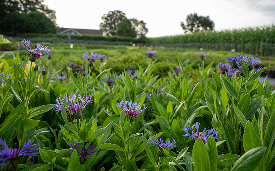 Berg-Flockenblume (Pflanze)