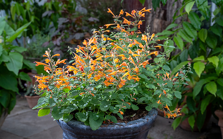 Agastache &#039;Navajo Sunset&#039; (Saatgut)