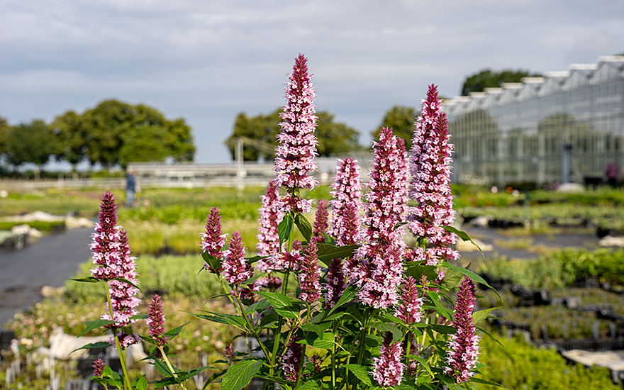 Agastache &#039;Beelicious Pink&#039;® (Pflanze)