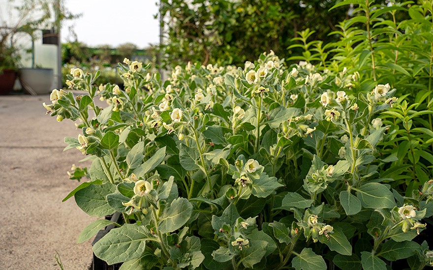 Weißes Bilsenkraut (Saatgut)