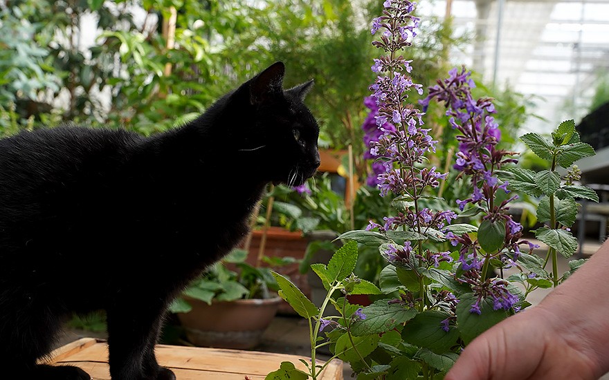 Griechische Katzenminze (Pflanze) | Rühlemann\'s Duftpflanzen & Saatgut Katzenminze | Kalmegh-Küchenschelle | Pflanzen und | Kräuter
