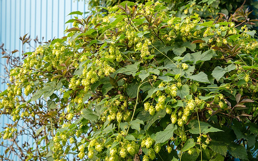 Bierhopfen &#039;Centennial&#039; (Pflanze)