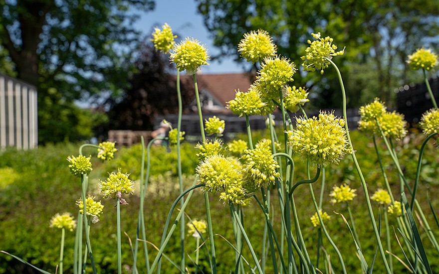 Russischer Knoblauch (Saatgut)