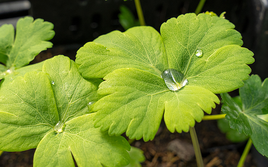 Japanischer Haarstrang, Chomeiso (Pflanze)