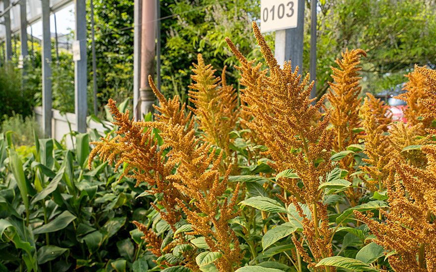 Amarant &#039;Orange Giant&#039; (Saatgut)