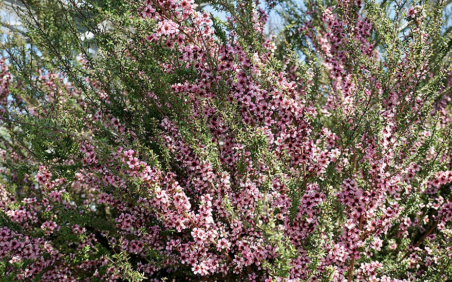 Manuka, Neuseelandmyrte (Pflanze)