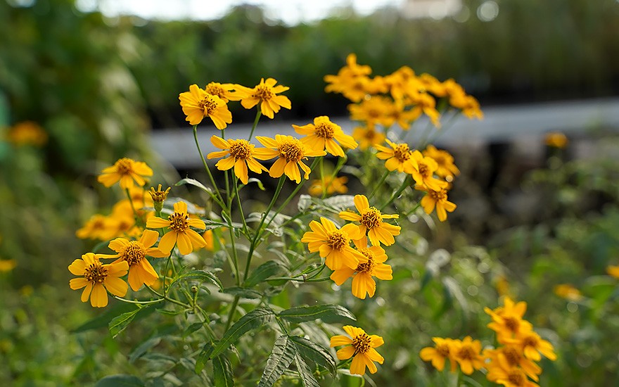 Passionsfrucht-Tagetes (Pflanze)