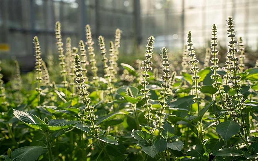 Wildes Basilikum (Tulsi) (Pflanze)