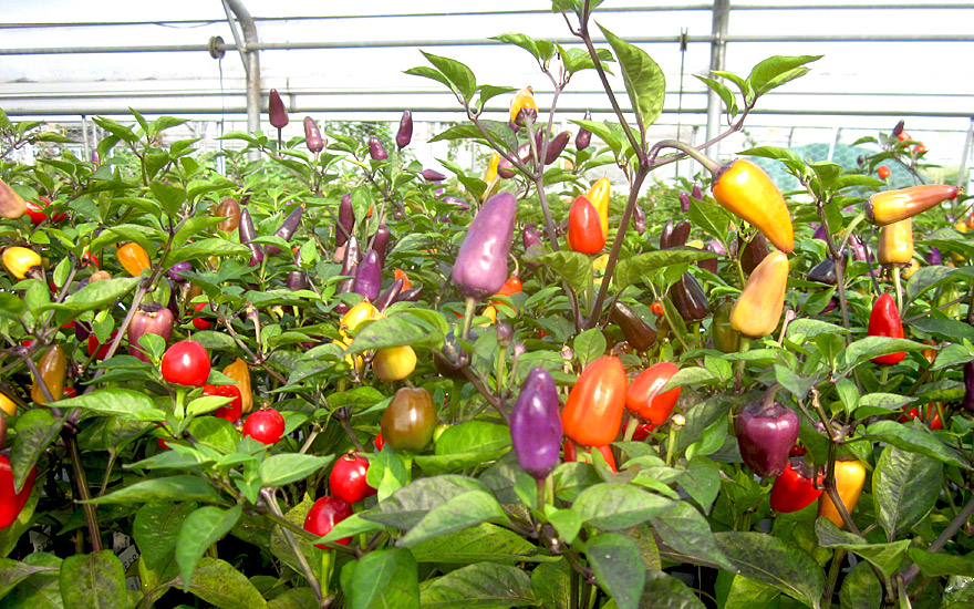 Chili 'Ecuador Purple' (Pflanze) - Capsicum species ...