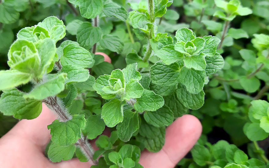 Libanesischer Oregano &#039;Babilye&#039; (Saatgut)