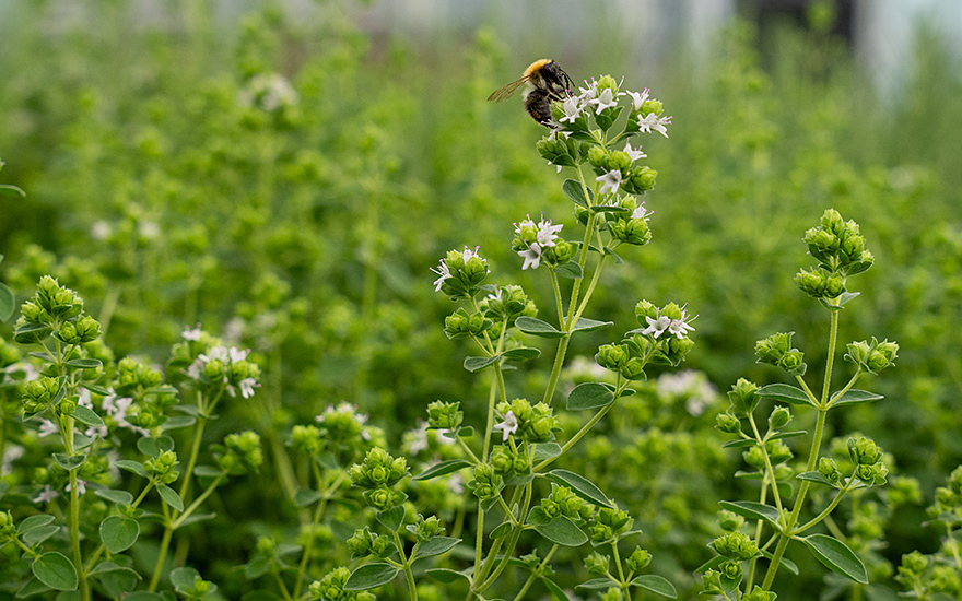 Libanesischer Oregano &#039;Babilye&#039; (Saatgut)