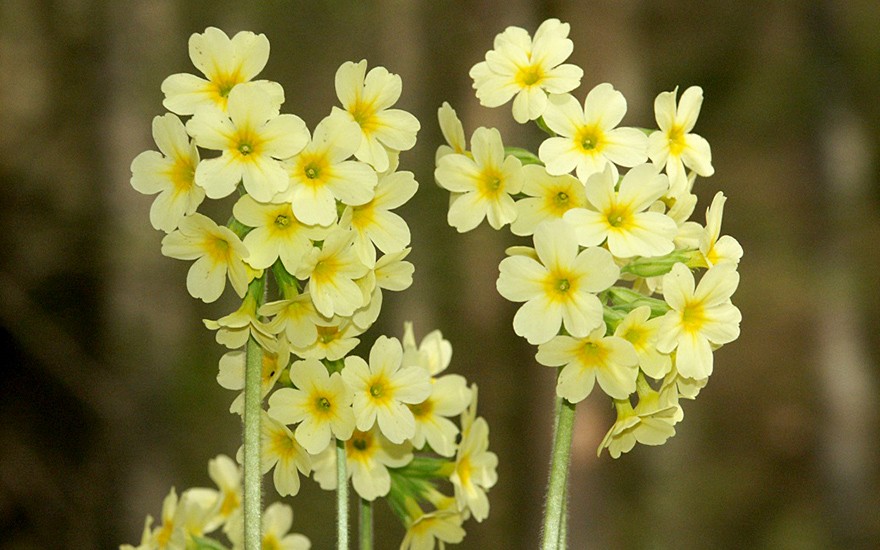 Hohe Schlüsselblume (Pflanze)