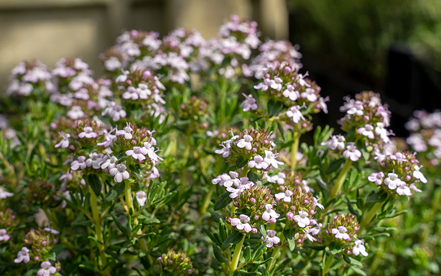 Spanischer Strauchthymian (Pflanze)