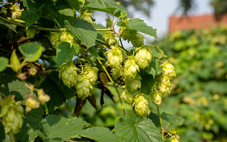 Bierhopfen &#039;Spalter Select&#039; (Pflanze)