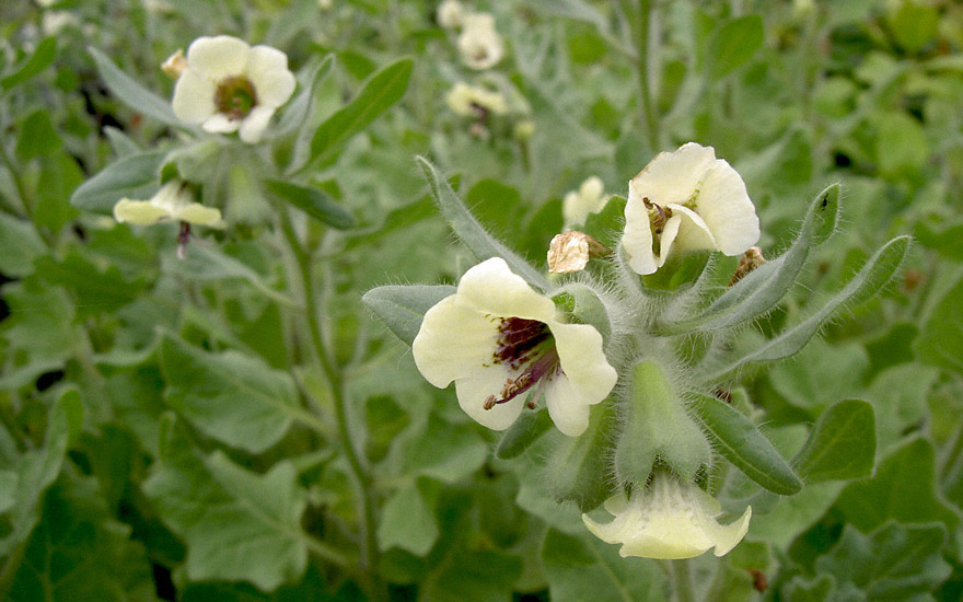 Weißes Bilsenkraut (Saatgut)