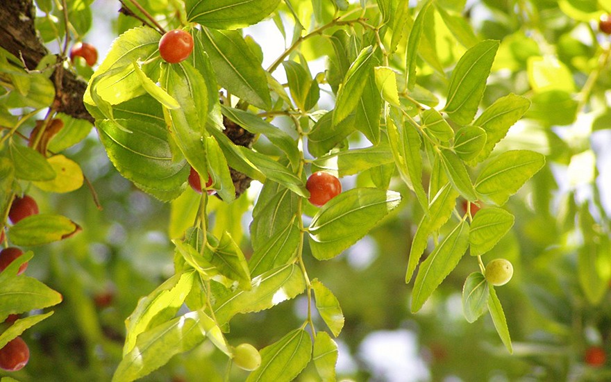 Chinesische Jujube (Pflanze)