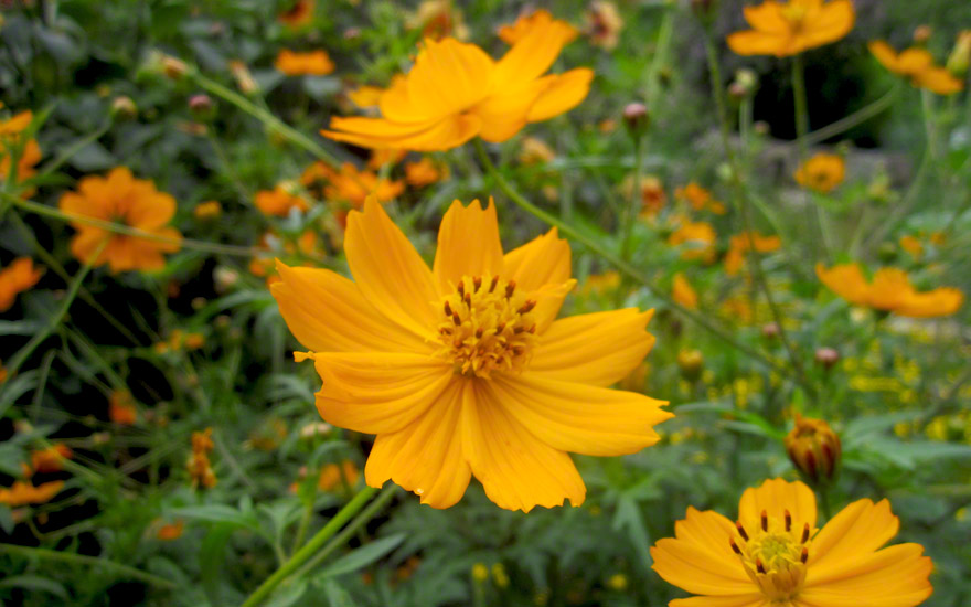 Marigold Edible Flowers