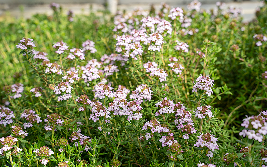 Spanischer Strauchthymian (Pflanze)