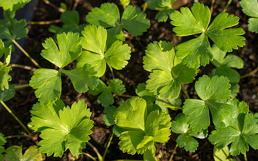 Japanischer Haarstrang, Chomeiso (Pflanze)