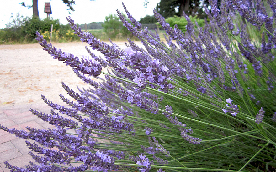 Provence-Lavendel \'Felibre\' (Pflanze) | Lavendel Duftpflanzen Kräuter Rühlemann\'s | Pflanzen Saatgut und Labkraut-Lungenkraut & | 