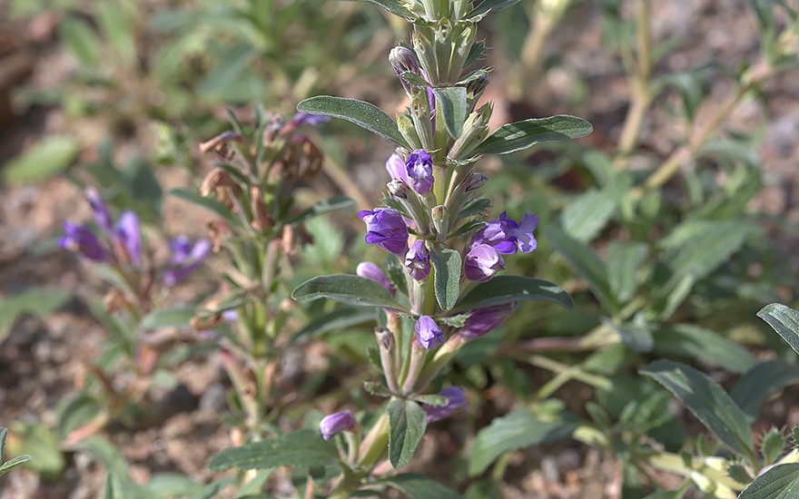 Iberischer Drachenkopf (Saatgut)