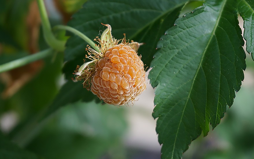 Chinesisches Süßblatt (Pflanze)