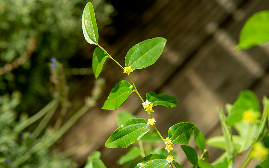 Chinesische Jujube (Pflanze)