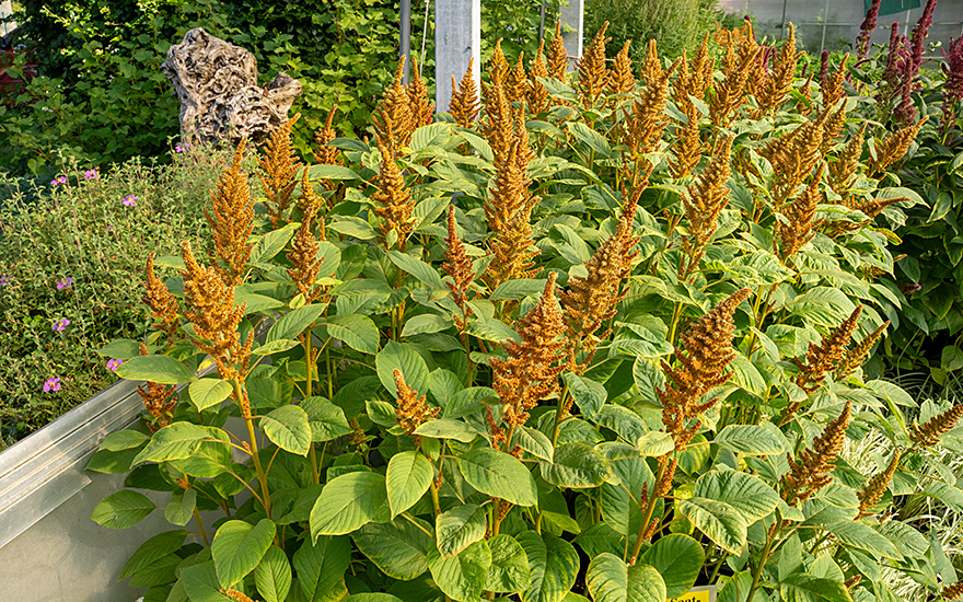 Amarant &#039;Orange Giant&#039; (Saatgut)