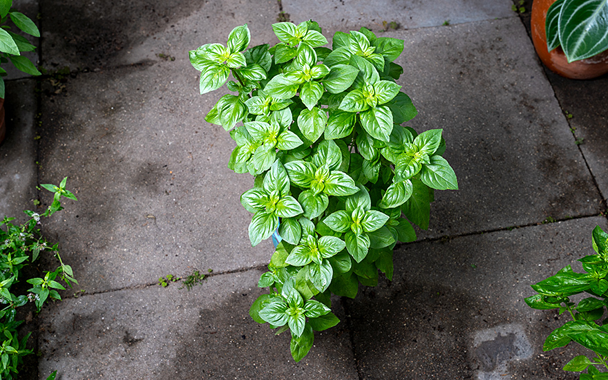 Strauchbasilikum &#039;Everleaf Lemon&#039; (Pflanze)