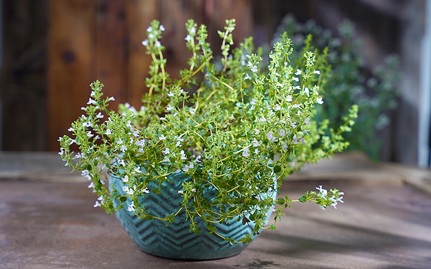 Pebrella, Pfeffer-Thymian (Pflanze) | Thymian | Tagetes-Tuberose ...