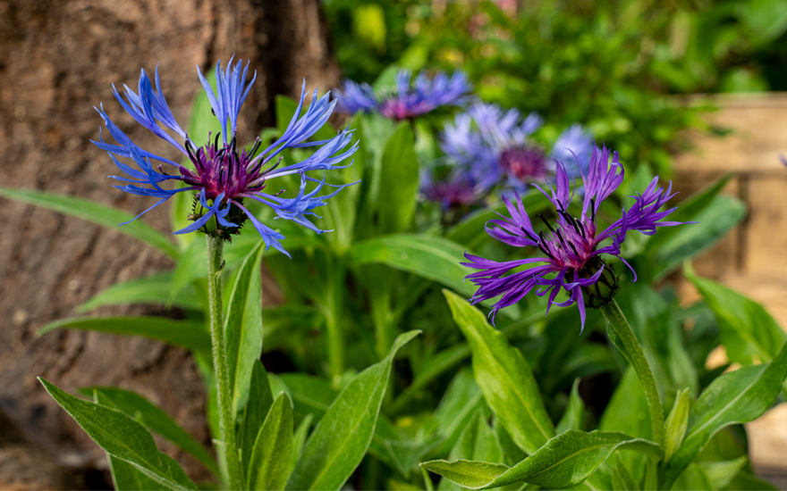 Berg-Flockenblume (Pflanze)