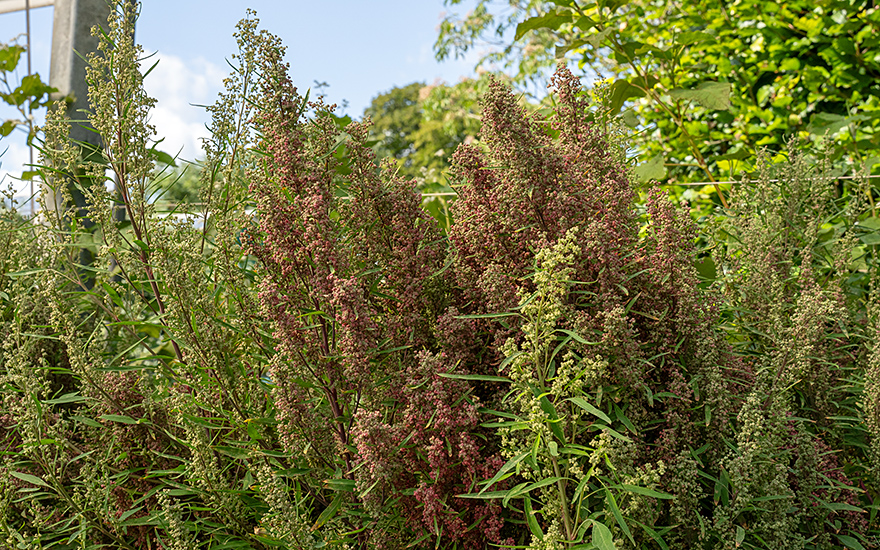 Huazontle &#039;Red Aztec&#039; (Saatgut)