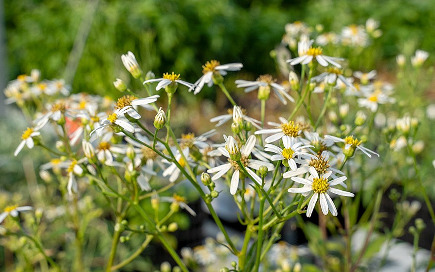 Koreanische Aster, Chwinamul (Pflanze)