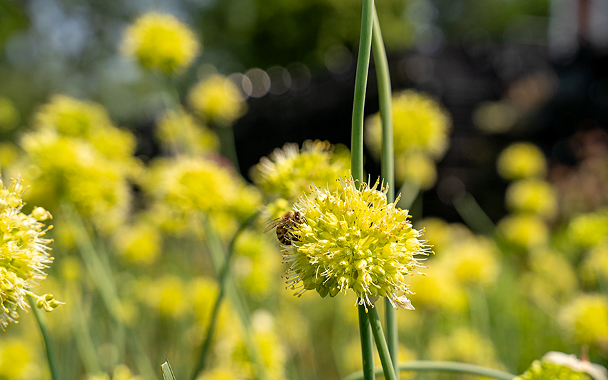 Russischer Knoblauch (Saatgut)