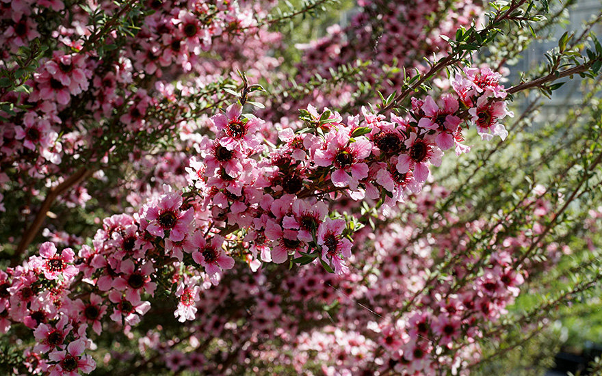 Manuka, Neuseelandmyrte (Pflanze)