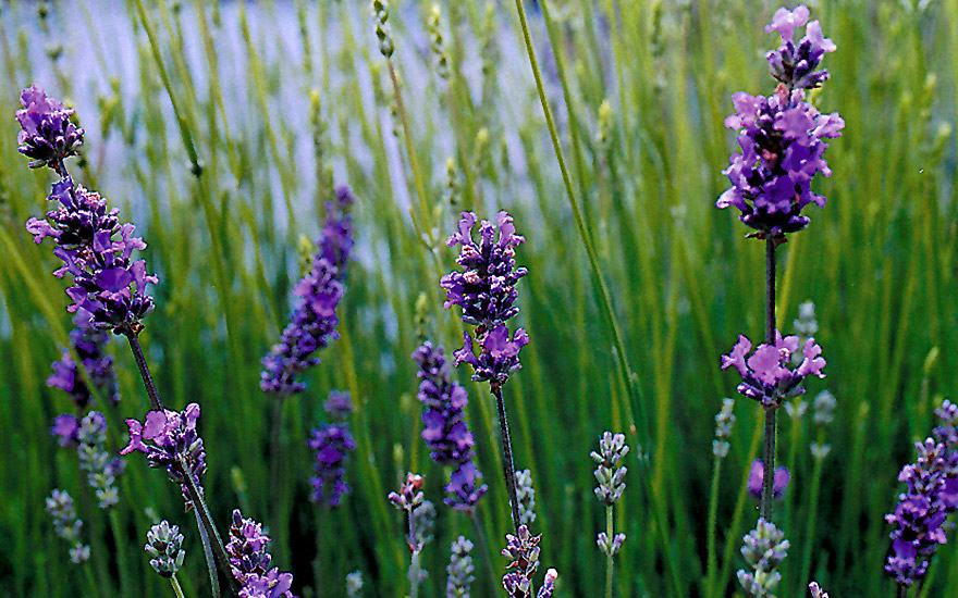 Provence-Lavendel &#039;Blue Dwarf&#039; (Pflanze)